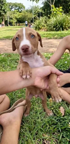 Filhotes de Pitbull