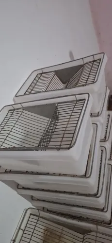 Caixas biotério para Hamster