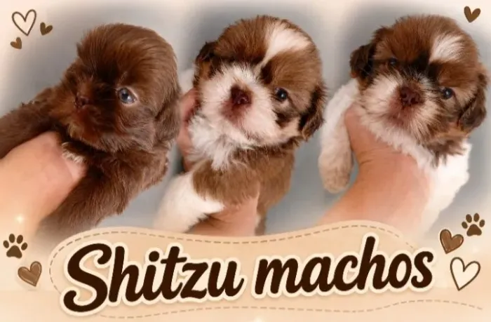MACHINHOS PARTICULAR PROMOÇÃO PARCELAMOS