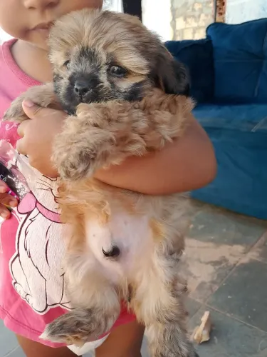 Shi Tzu macho dócil