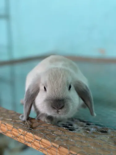 Coelhos Mini Lop