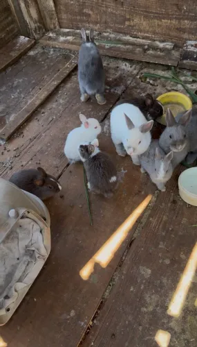 Coelhos holandês