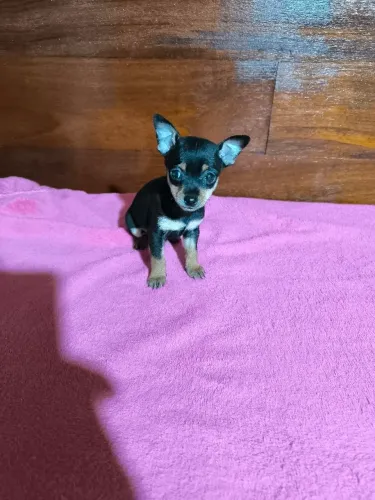 Pinscher zero machos