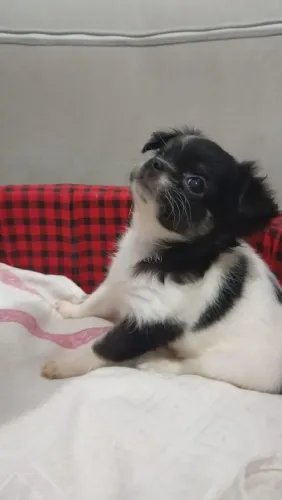 Chihuahua Pelo Longo