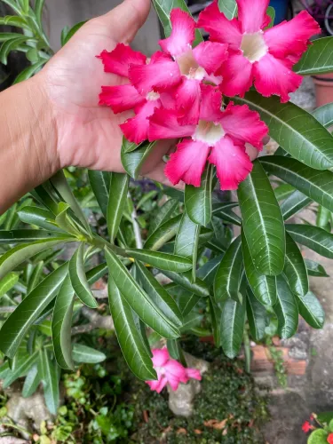 Rosa do deserto