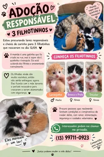 Doação de gatos filhotes, quem tiver interesse me chama no PV, sou de São Vicente