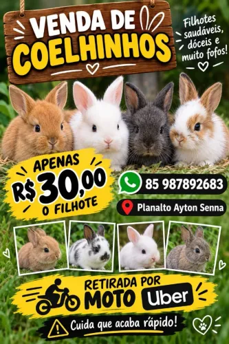 Vendo filhote de coelhos