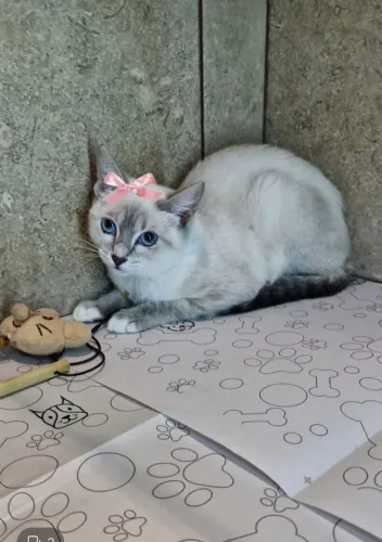 Adoção responsável 