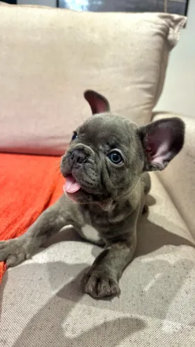Bulldog Francês - Filhote Macho