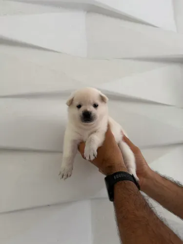 Filhotes mestiços de Chow Chow