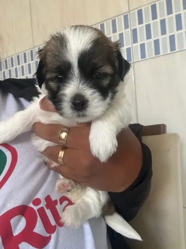 Filhote de lhasa apso