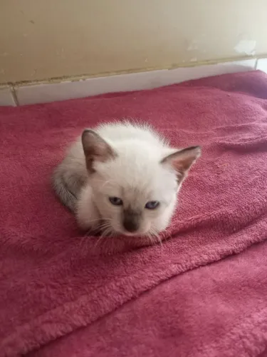 Doacão de gatinhos