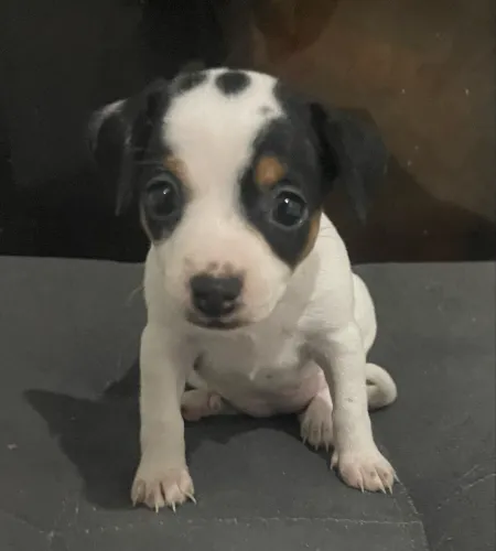 Cachorra pincher 
