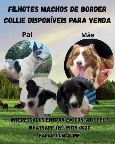 Border Collie Macho