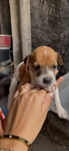 Cachorro pra doação