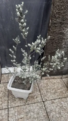 Vaso de plantas
