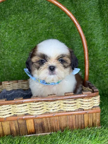 Shih tzu mini