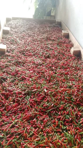 Vende-se pimenta malagueta e jalapenõ granel de qualidade.