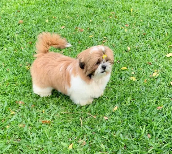 Shih Tzu filhote Fêmea
