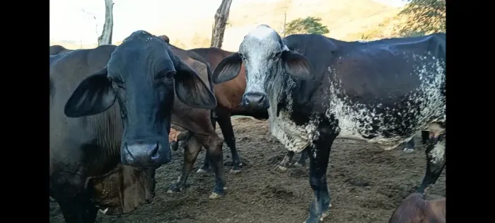Gado