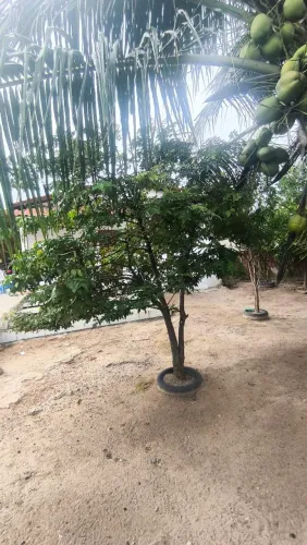 Pe de carambola