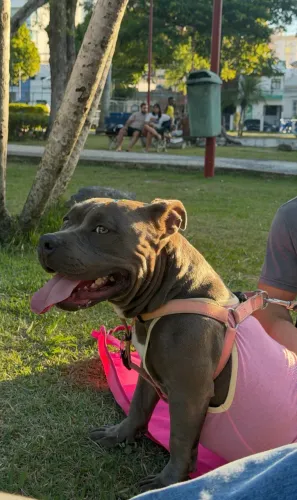 Procura-se American Bully macho para cobertura