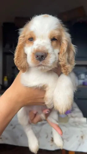 Cocker Spaniel Inglês