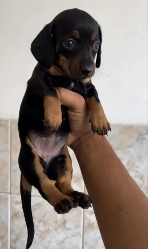 Basset Dachshund Miniatua Fêmea 