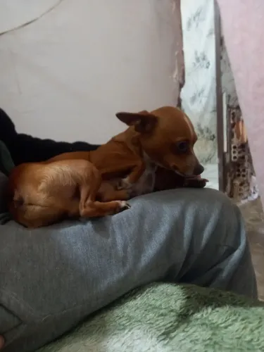 Pinscher N 1 macho