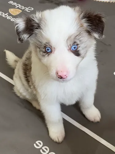Border collie macho merle olhos azuis pedigree cbkc