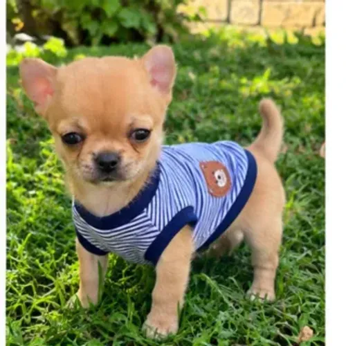 chihuahua machinho bege