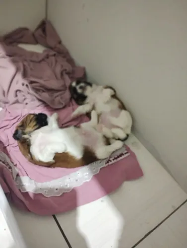 Shitzu fêmea, 2 meses R$1500