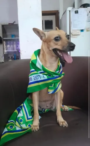 Adoção responsável