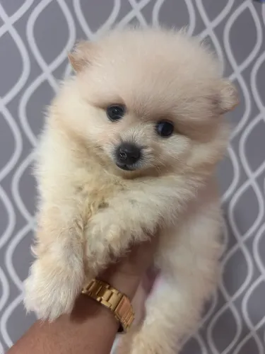 Lulu pomerania macho último