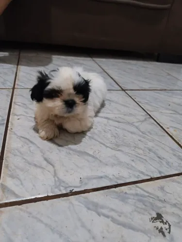 Shi tzu macho