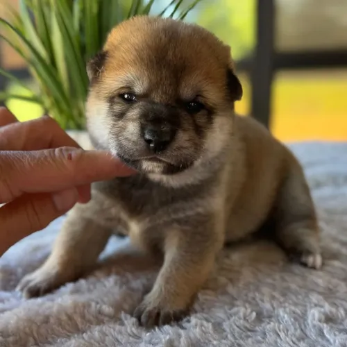 Shiba Inu | Receba seu filhote hoje 
