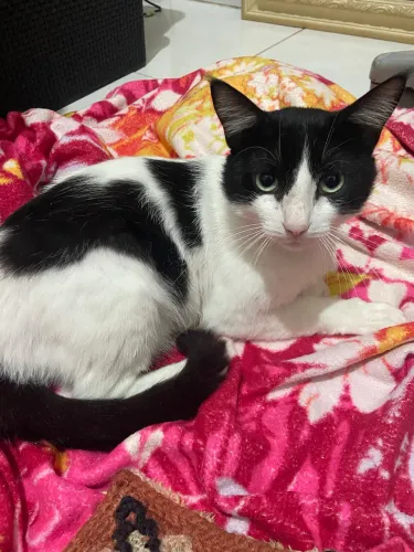 Gatinho macho - Frajola adulto mega carinhoso