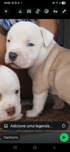 Cachorro