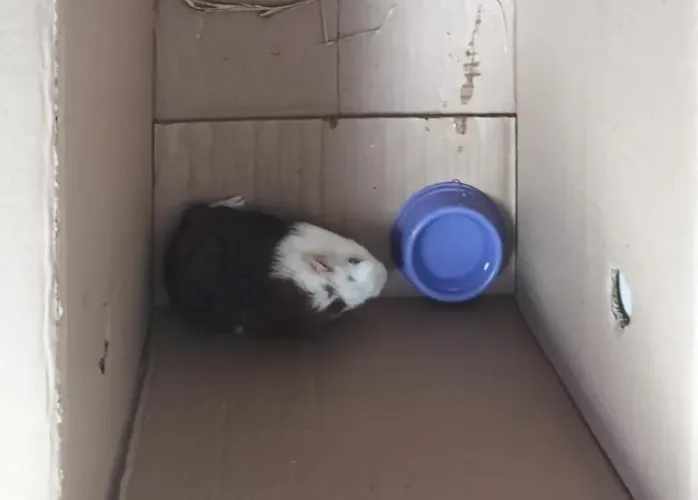 Vendo casal de porquinho da Índia 