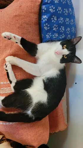 Animais de estimação 