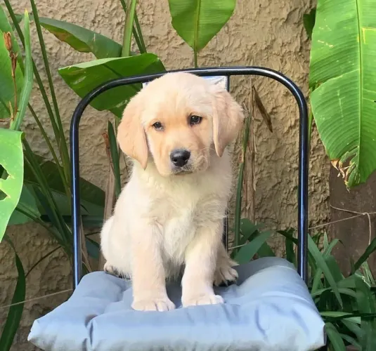 Golden retriever o filhote que faz todo dia ser especial 