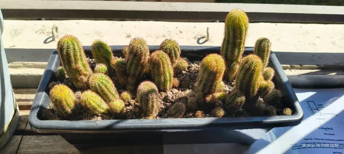 Cacto Amendoim (Echinopsis chamaecereus)