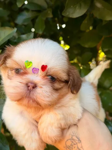 Filhote Shih Tzu Fêmea e Macho Disponível 