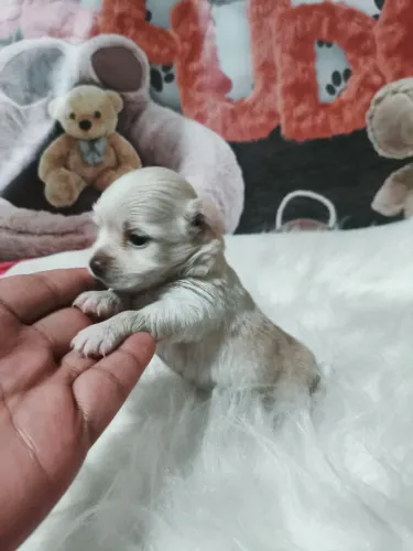 Lindo machinho Chihuahua pêlo longo disponível!