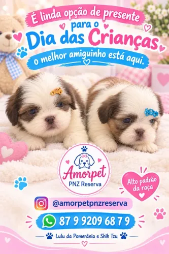 Filhotes de shih Tzu olhos e nariz claros