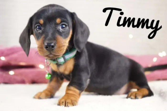 Dachshund,Dachshund Filhote Estrutura Perfeita Disponível