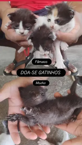 DOA-SE GATINHOS