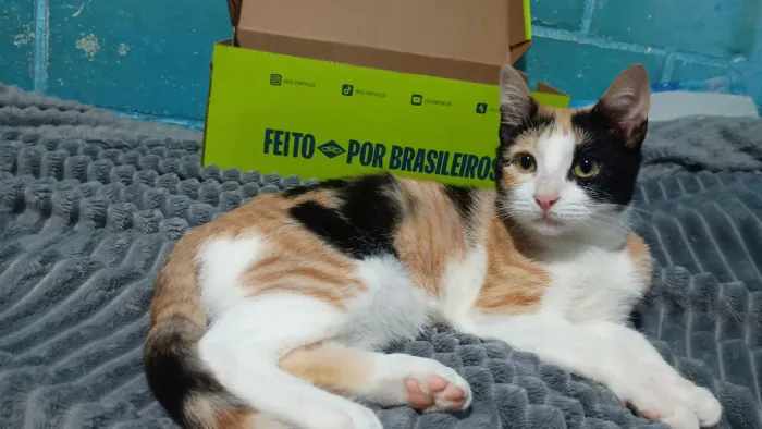 Adoção responsável