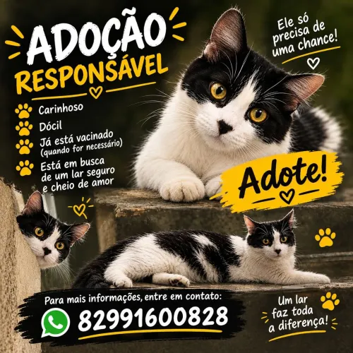 GATO ADOÇÃO