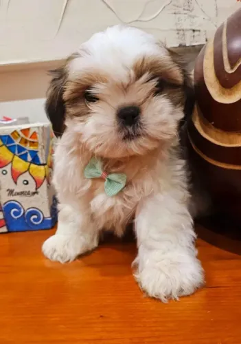 Shih Tzu - Muito dócil